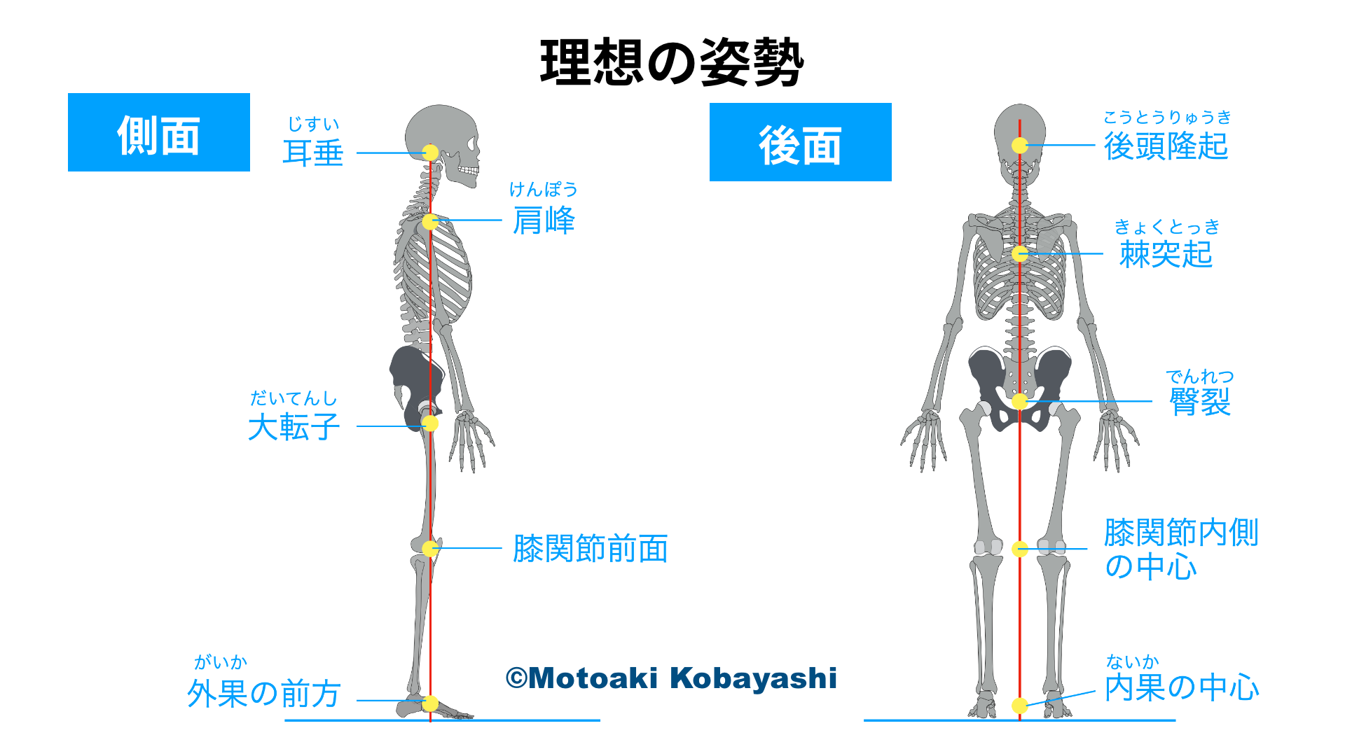 理想の姿勢　基本姿勢